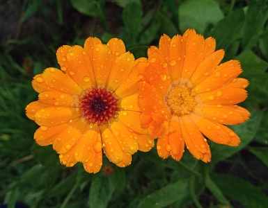 Types of Orange Flowers