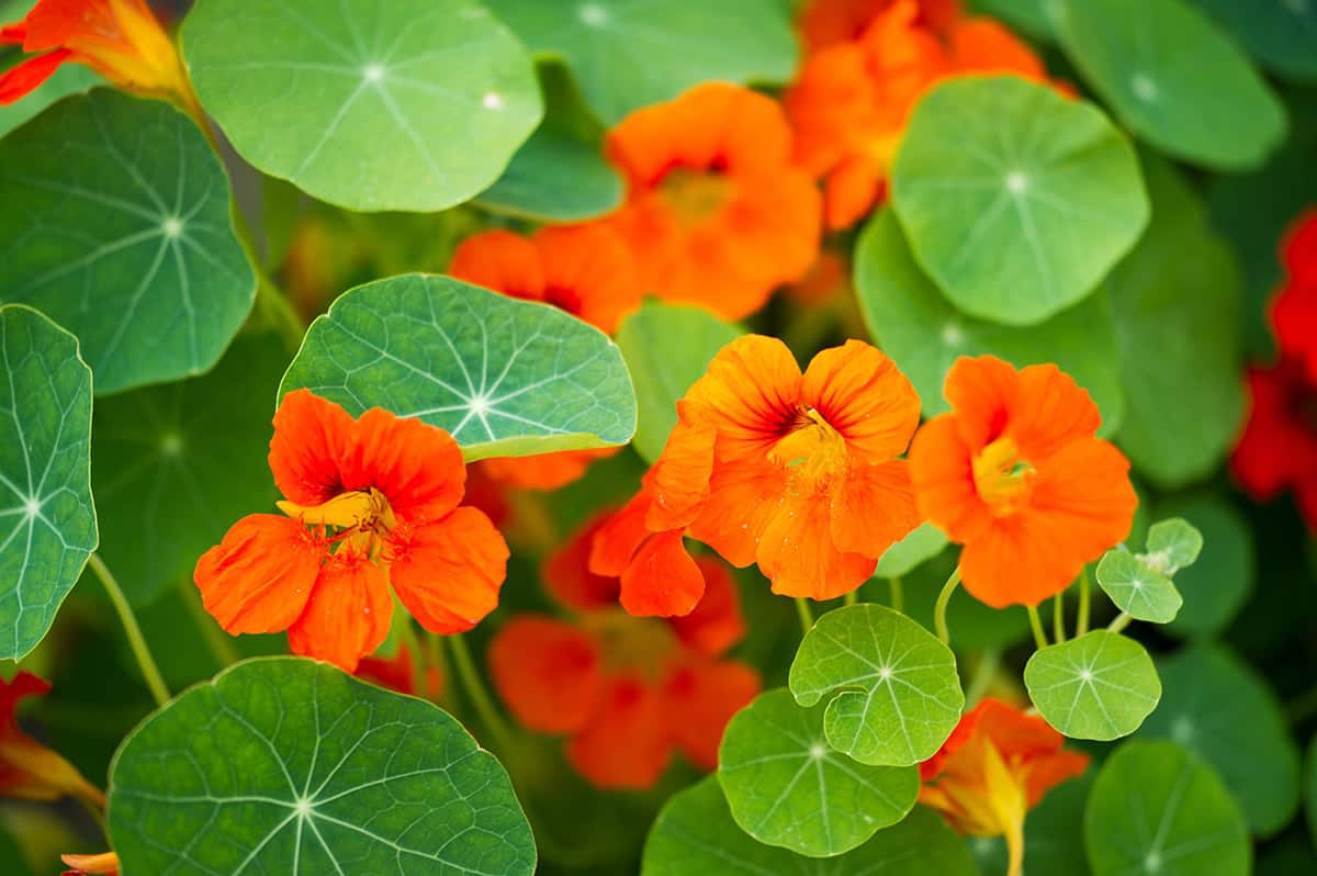 Nasturtium in South American