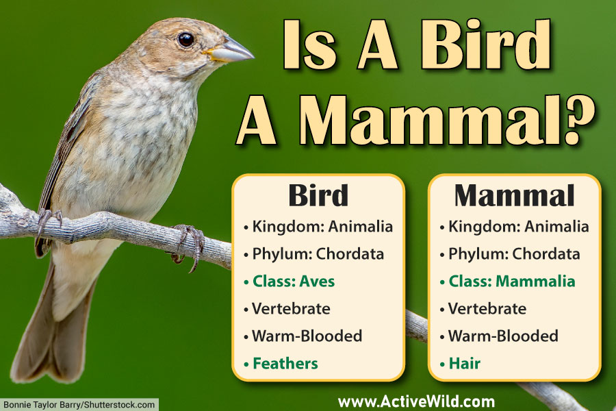 Are Birds Mammals? Find Out In Our Definitive Guide! » Golden Spike Company