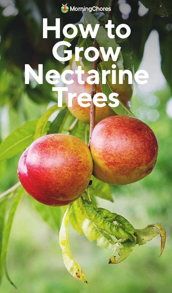 Growing Nectarine Trees How to Plant and Care For This Marvelous Stone