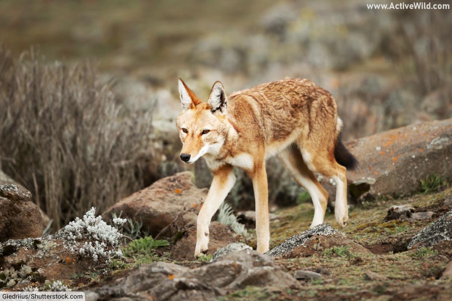 Animals That Start With E List With Pictures & Interesting Facts