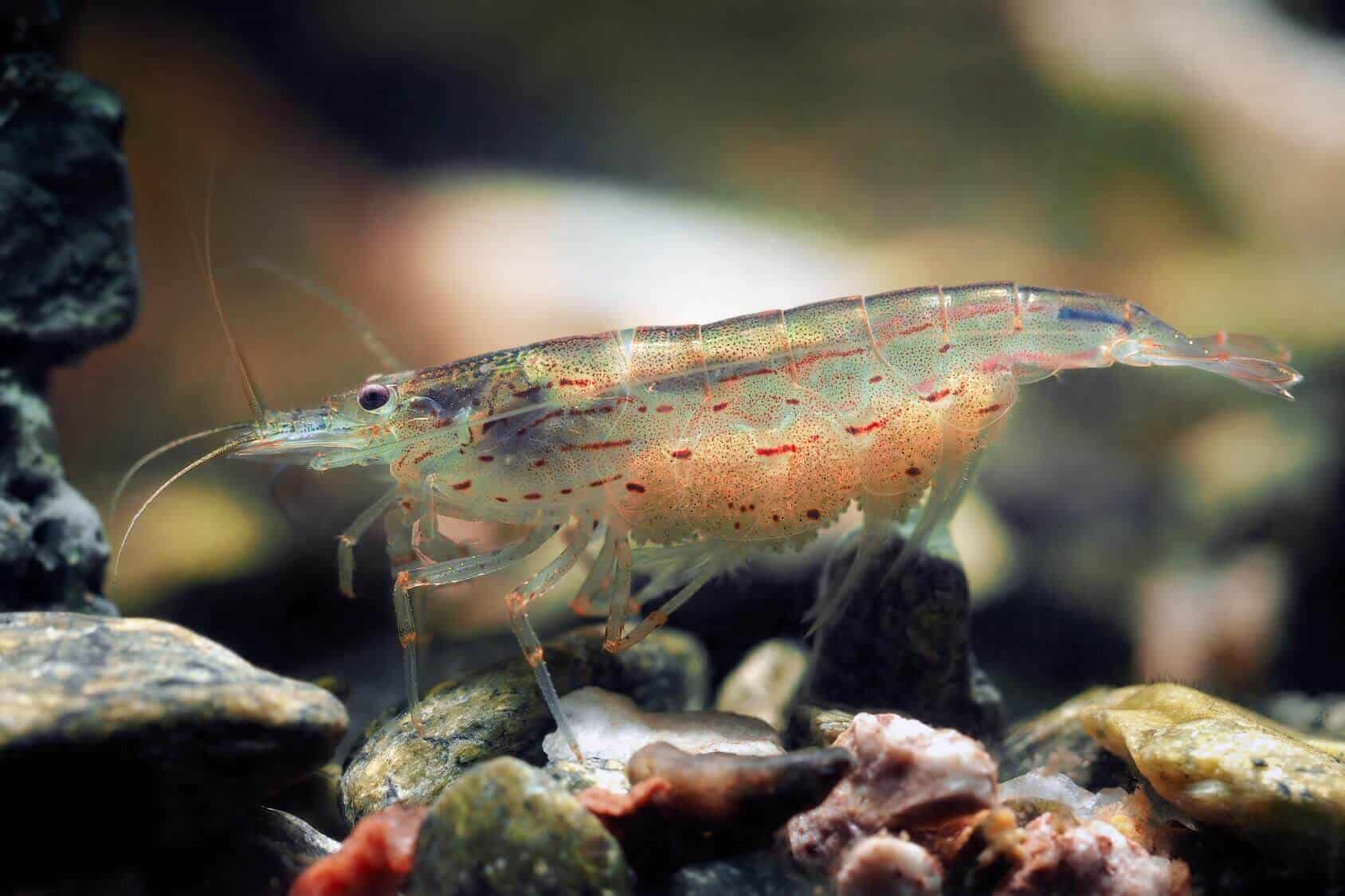 shrimp freshwater supply