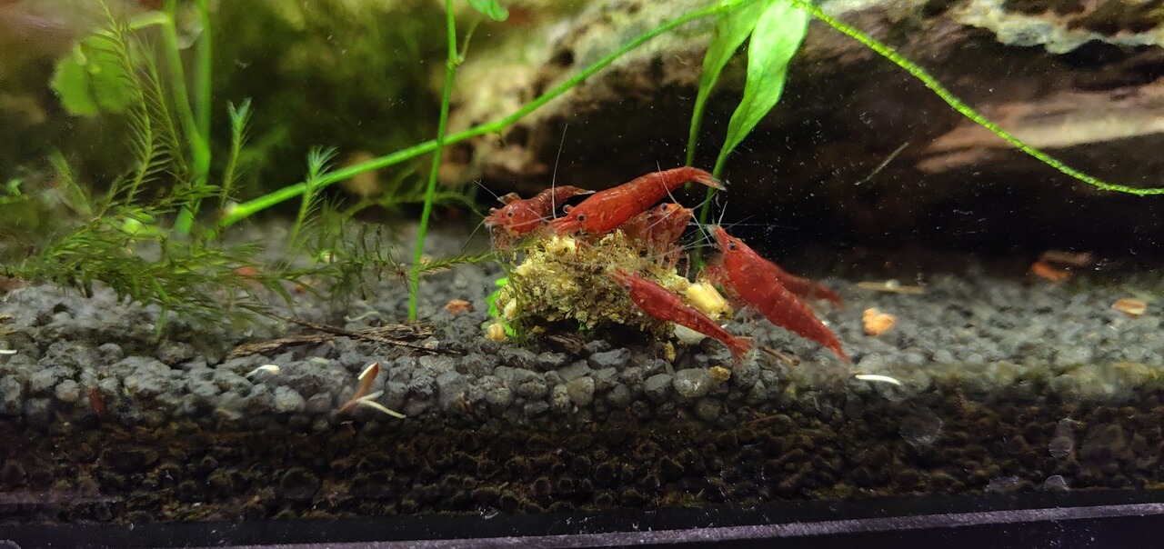 where to buy shrimp freshwater