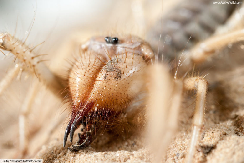 the biggest camel spider ever found