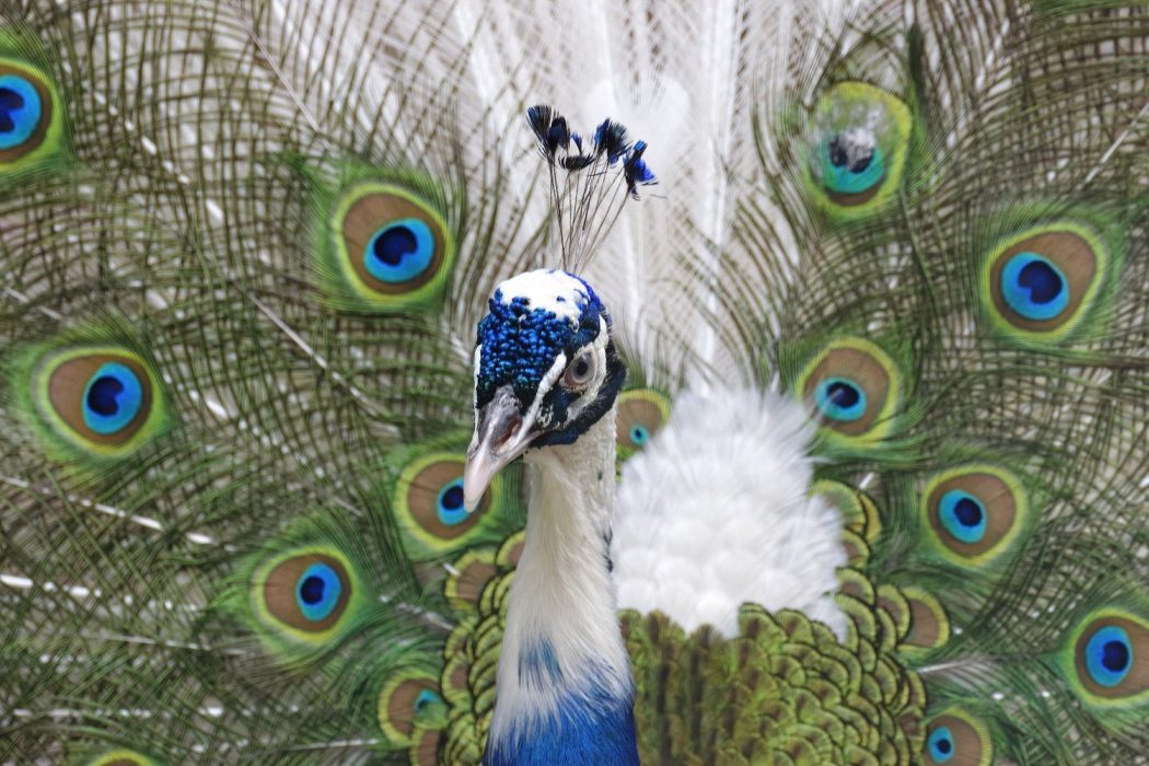 Sensational White Peacocks All The Facts And Pictures Golden Spike   629341cf 976e 4041 8222 742d040274f4 