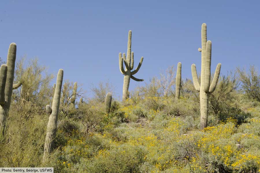 Desert Plants List With Pictures And Facts » Golden Spike Company