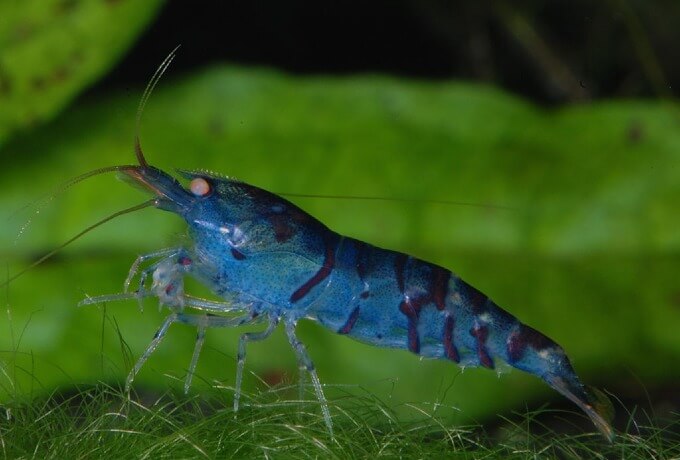 shrimp freshwater FAQ
