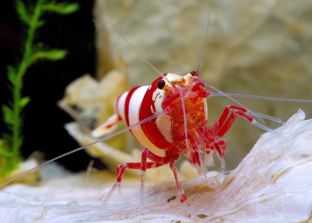 Shrimp freshwater care