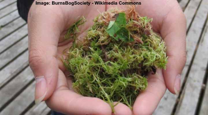 Peat moss vs Sphagnum moss