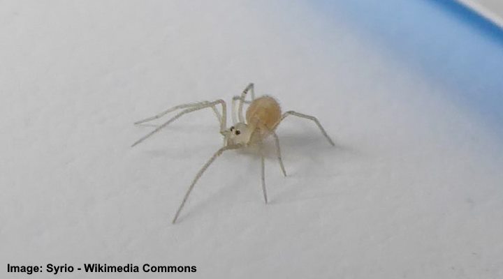 Types of White Spiders (with Pictures) – Identification Guide » Golden ...