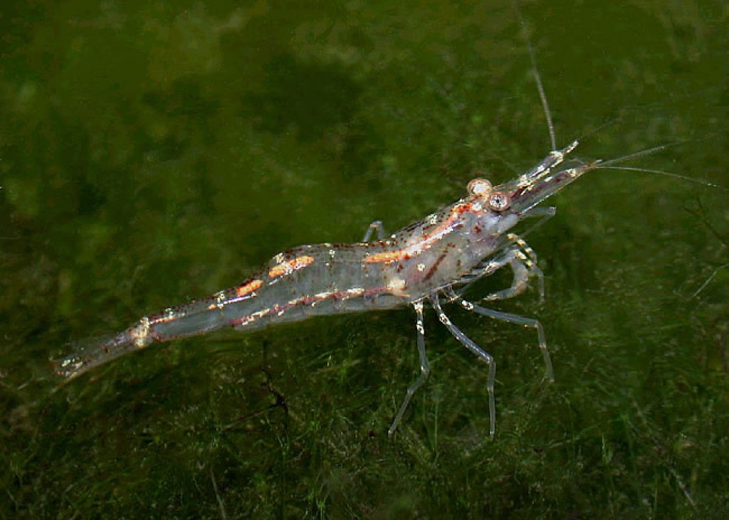 Advantages of shrimp freshwater farming