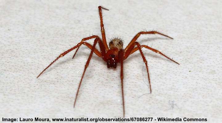 red house spider