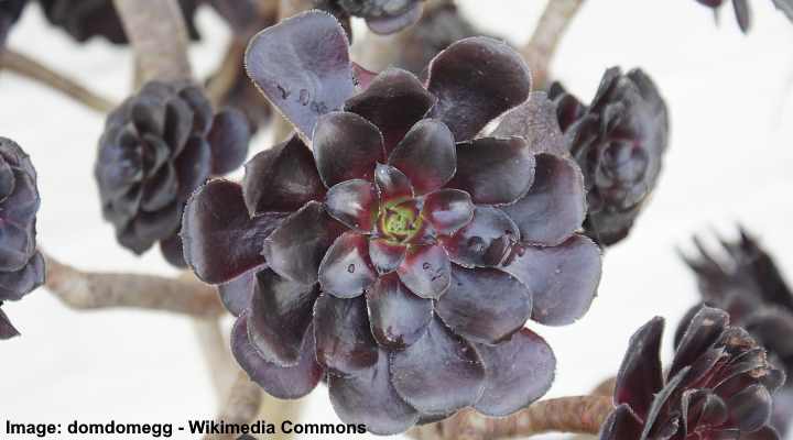 Aeonium Arboreum Tree Aeonium Succulent Care Guide Pictures