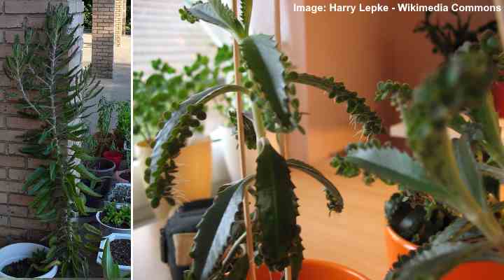 Mother of Millions Plants, How to Grow & Care