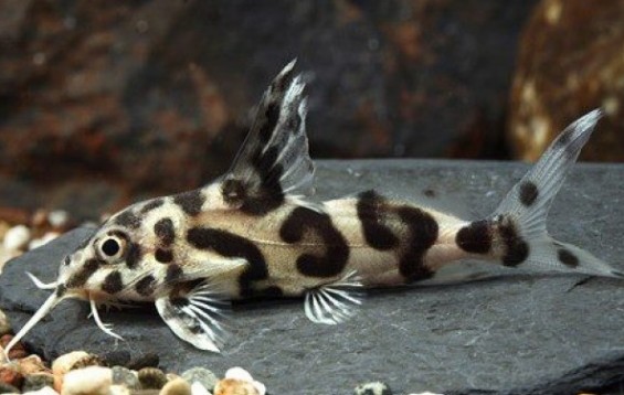 synodontis catfish diet