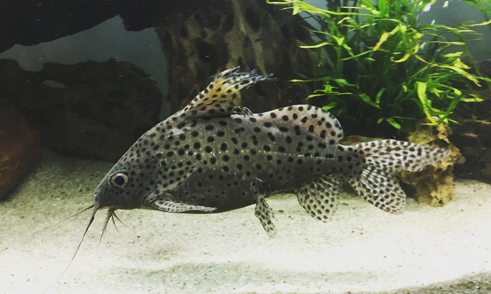 how to take care synodontis catfish