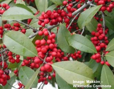 Attractive Evergreen Shrubs and Trees with Red Fruits and Berries