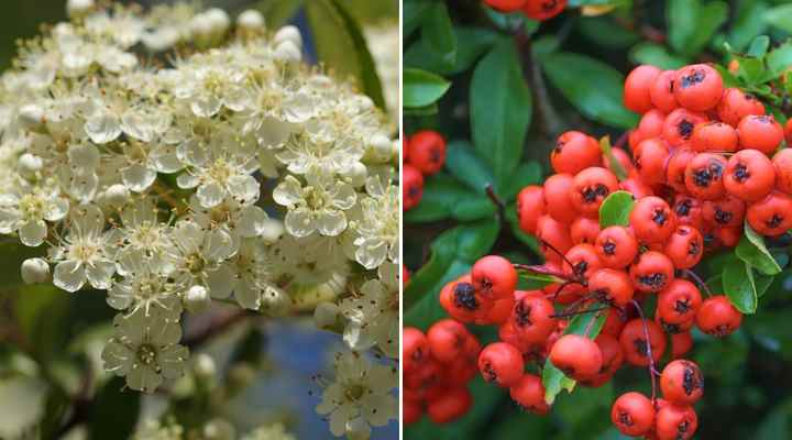 thorny bushes